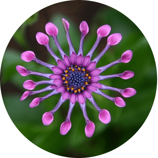 pink-purple flower with hugging petals, symbolizing self-acceptance and the embrace of your whole, authentic self.