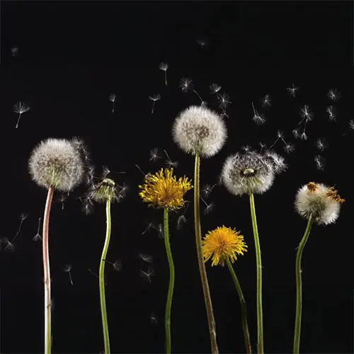 Cognitive Behavioral Therapy (CBT) for letting go of negative thoughts.